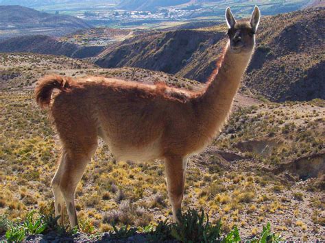 Guanaco Facts, History, Useful Information and Amazing Pictures