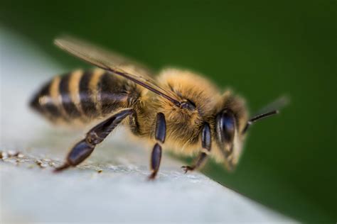 Macro Photography of Bee · Free Stock Photo