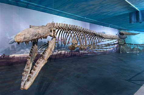 Bruce the mosasaur © THE CANADIAN PRESS - HO-Canadian Fossil Discovery Centre - Les Débrouillards