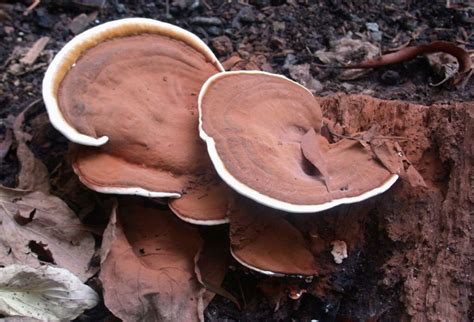 Wood Rots | Master Gardener Volunteers of Cobb County