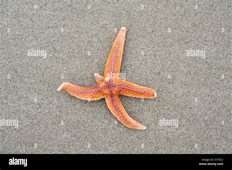 Starfish regeneration arms hi-res stock photography and images - Alamy