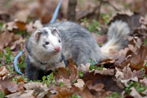 Ferret Colors: A Guide to Ferret Colors and Patterns - A-Z Animals