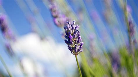 3840x2160 Lavender Flowers HD 4k HD 4k Wallpapers, Images, Backgrounds ...