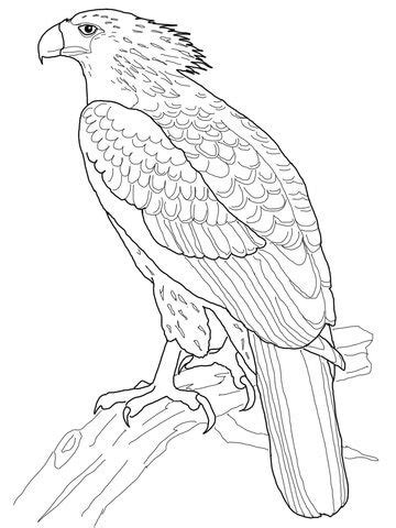 Philippine Eagle coloring page from Eagle category. Select from 26977 printable crafts of ...