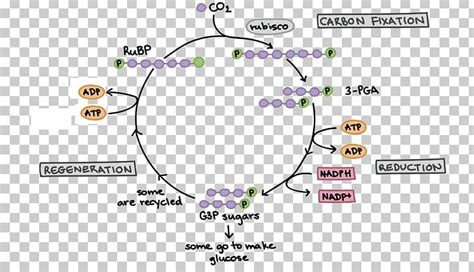 Light-dependent Reactions Biology Photosynthesis Calvin Cycle PNG, Clipart, Angle, Anoxygenic ...