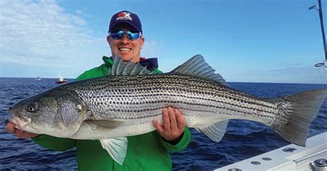 Striped Bass Fishing Tips, Striper Fishing | Salt Water Sportsman