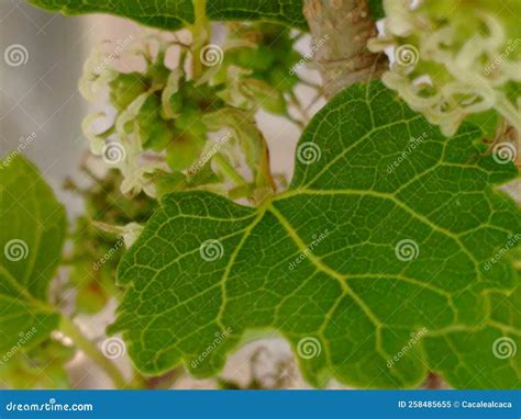 The Flower Mulberry Tree, Appear in Scaly Clusters, Female Flowers Ripening Quickly into ...