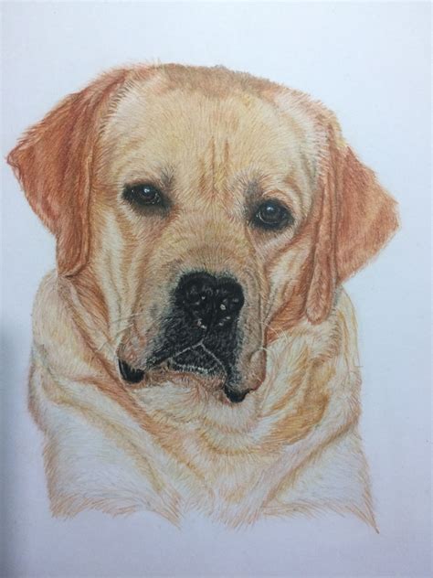 Yellow Lab, Pencil drawing | Pet portraits, Labrador retriever, Pets