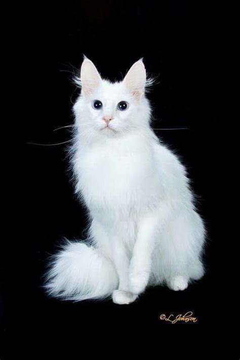 20+ Most Popular Long Haired Cat Breeds - Samoreals | Angora cats, Turkish angora cat, Cat breeds