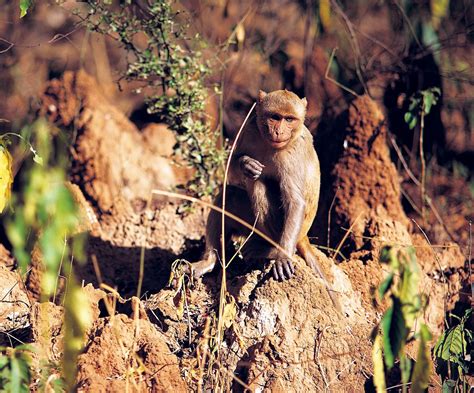 Rhesus monkey | Behavior, Social Structure, Diet | Britannica