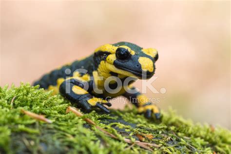 Fire Salamander Stock Photo | Royalty-Free | FreeImages