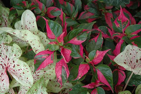 Party Time Alternanthera (Alternanthera ficoidea 'Party Time') in Denver Centennial Littleton ...