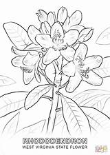 West Virginia State Flower coloring Page  Free Printable Coloring Pages sketch template