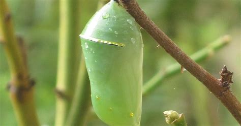 Kris's 2011 - A Photo A Day: Monarch Caterpillar Chrysalis - September ...