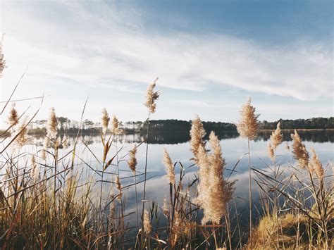 Images Gratuites : arbre, eau, la nature, forêt, herbe, le marais, hiver, nuage, ciel, champ ...