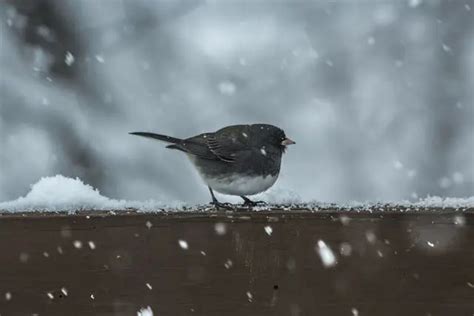 Are Birds Warm-Blooded Creatures? How Do Birds Stay Warm? - EcoWut