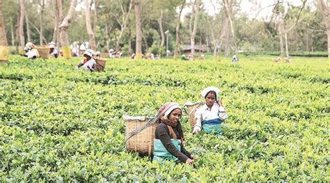 Assam: Reforms Free medicines scheme for tea garden workers launched ...