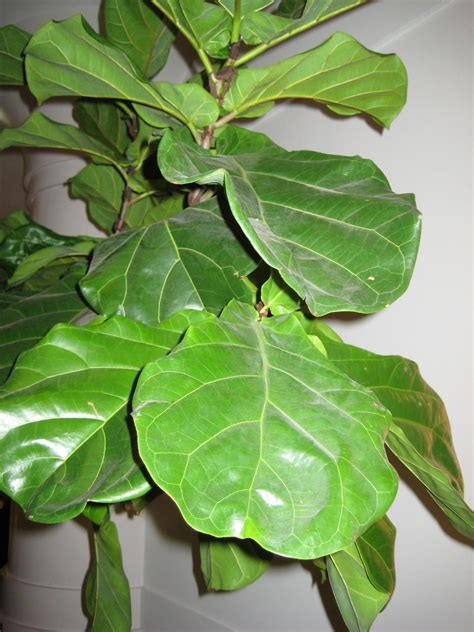 How to Take Care of Fiddle-Leaf Fig | HGTV