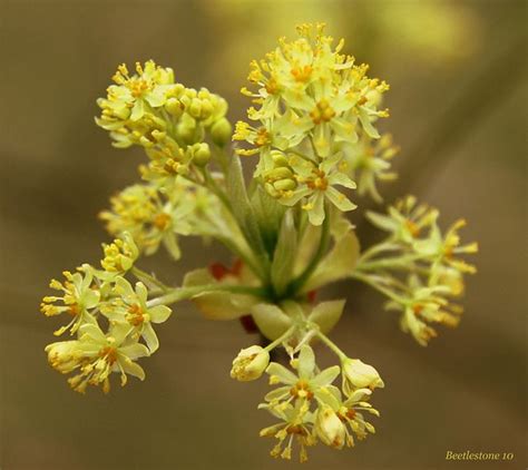 Sassafras Tree Flowers | Sassafras tree, Tree, Plants