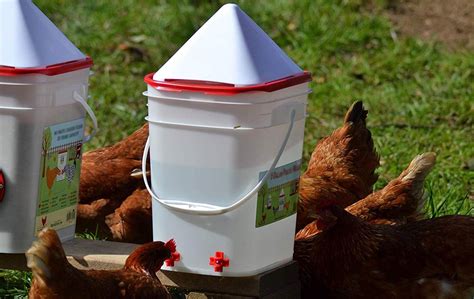 A Heated Chicken Waterer Keeps Water from Freezing: 5 Useful Tips