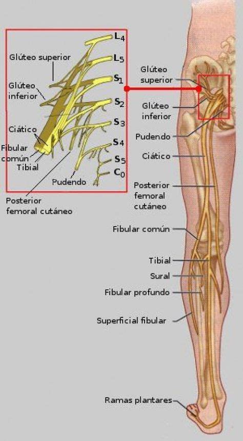 Plexo sacro #Backpain | Human anatomy, physiology, Medical anatomy, Anatomy, physiology