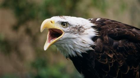 Range of wildlife habitats to be protected in southeastern B.C. | CBC News