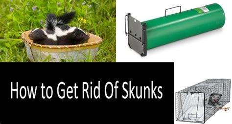 Best Skunk Traps in 2020: How to Get Rid of Skunks for Sure