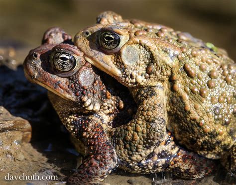 American Toads in amplexus | In Houghton Creek on a sunny mo… | Flickr