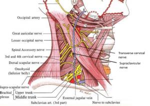 Posterior Triangle of the Neck Anatomy (anatomyqa.com) - REBEL EM ...