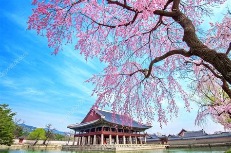 Gyeongbokgung Palace with cherry blossom in spring,South Korea. — Stock Photo © praewa ...