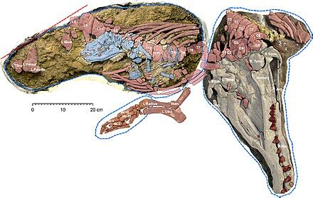 Maiacetus – Wikipedija