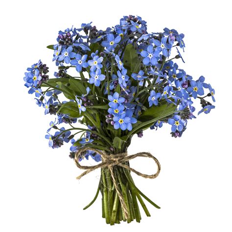 Forget Me Not Flowers : Myosotis Wikipedia / There are about 70 ...