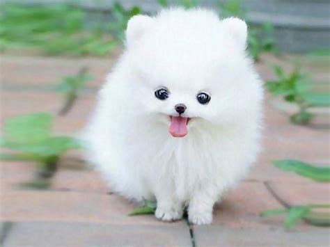 Cute White Puppies Wallpapers - Top Free Cute White Puppies Backgrounds - WallpaperAccess