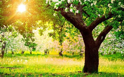 Spring Tree Desktop Wallpapers HD / Desktop and Mobile Backgrounds