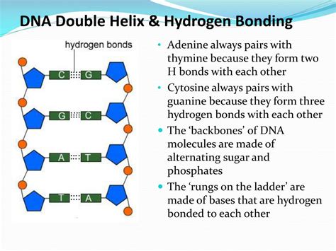 PPT - DNA Structure PowerPoint Presentation, free download - ID:2118226