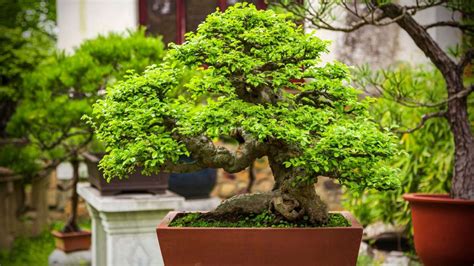 Ultimate Guide to Growing Bonsai Trees Indoors - Indoor Gardening