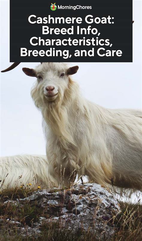 Cashmere Goat: Breed Info, Characteristics, Breeding, and Care