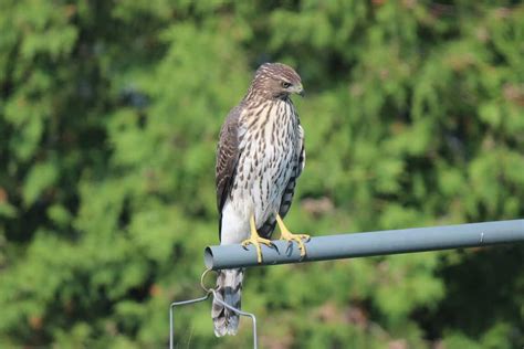 Beautiful juvenile Cooper’s Hawk – Drew Monkman