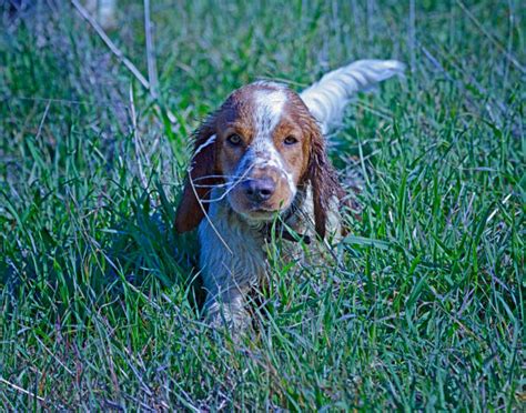 100+ Springer Spaniel Haircut Stock Photos, Pictures & Royalty-Free ...