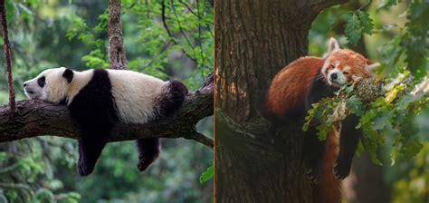 Are Red Pandas Related to Giant Pandas?