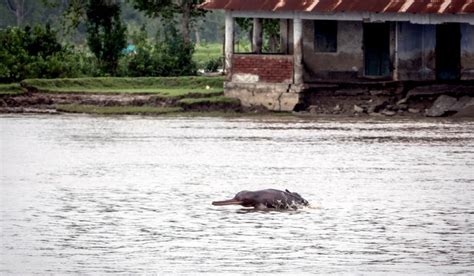 Ganges River Dolphin – "OCEAN TREASURES" Memorial Library