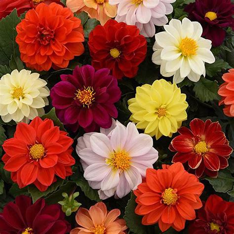 Dahlia: Dahlias Seeds - Huge Selection of Annual Flower Seeds