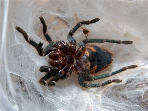 Tarantula molting 1/6 | A juvenile Chromatopelma cyaneopubes… | Flickr