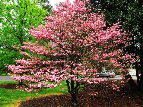 Buy Flowering Red Dogwood Trees Online | The Tree Center