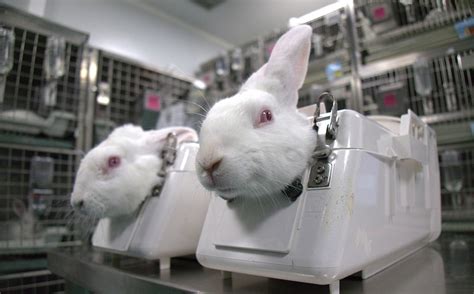 Animal Cruelty Footage Leads to Ban on Animal Testing in Spanish Lab