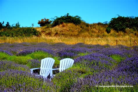 MySecretGarden: Sequim Lavender Festival 2015