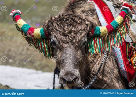 A Close Up of a Domesticated Yak Decorated with Wool for Ride at Tsomgo ...