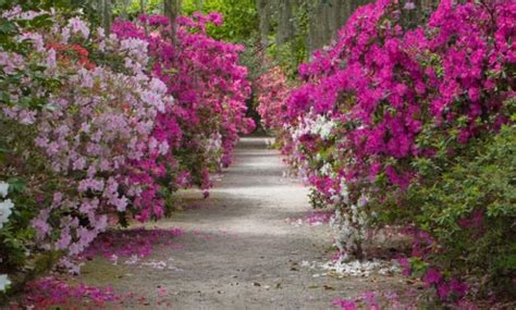 Magnolia Plantation & Gardens | Charleston Area CVB