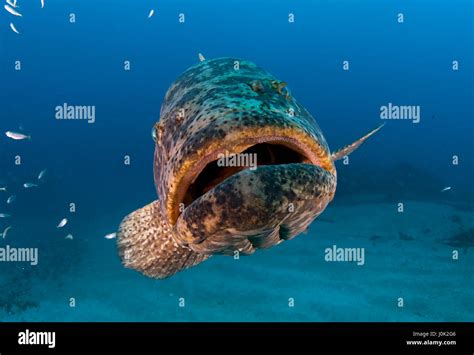 Atlantic goliath grouper (Epinephelus itajara) or Jewfish is the Stock Photo, Royalty Free Image ...