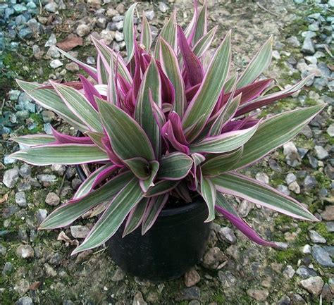 Moses in the Cradle Plant (Tradescantia Spathacea) Care & Propagation ...